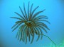 15- Crinoide fixee sur un antipathaire - Passe de Mato